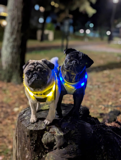 Glow Collar – upplyst halsband för hund